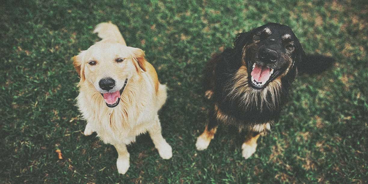 golden retriever and black lab sitting on grass