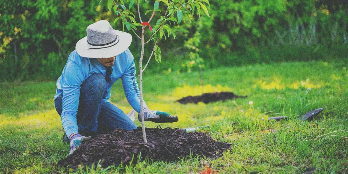 tree-planting