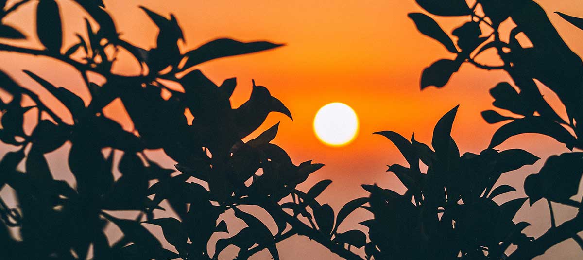 sunset through the leaves